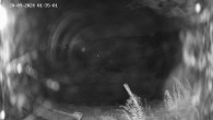 Archived image Webcam Ladurns - Malga Edelweis 01:00