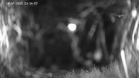 Archived image Webcam Ladurns - Malga Edelweis 23:00