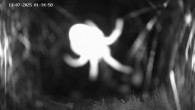 Archived image Webcam Ladurns - Malga Edelweis 01:00
