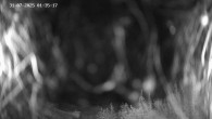 Archived image Webcam Ladurns - Malga Edelweis 01:00
