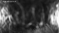 Archived image Webcam Ladurns - Malga Edelweis 03:00