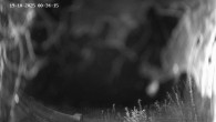 Archived image Webcam Ladurns - Malga Edelweis 23:00