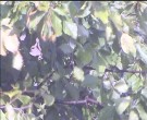 Archiv Foto Webcam Wrixum - Inselhotel Arfsten 15:00