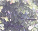 Archived image Webcam Wrixum - Panorama 15:00
