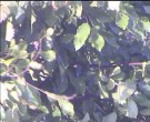 Archiv Foto Webcam Wrixum - Inselhotel Arfsten 19:00