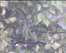 Archiv Foto Webcam Wrixum - Inselhotel Arfsten 09:00