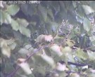 Archiv Foto Webcam Wrixum - Inselhotel Arfsten 11:00