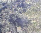 Archiv Foto Webcam Wrixum - Inselhotel Arfsten 17:00