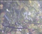 Archiv Foto Webcam Wrixum - Inselhotel Arfsten 08:00
