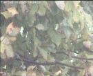 Archived image Webcam Wrixum - Panorama 13:00