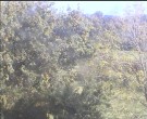 Archiv Foto Webcam Wrixum - Inselhotel Arfsten 13:00