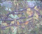 Archiv Foto Webcam Wrixum - Inselhotel Arfsten 15:00