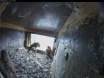 Archiv Foto Webcam Aachener Dom: Blick auf die Falken im Westturm 13:00