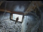 Archiv Foto Webcam Aachener Dom: Blick auf die Falken im Westturm 07:00