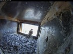 Archiv Foto Webcam Aachener Dom: Blick auf die Falken im Westturm 11:00