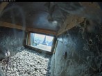 Archiv Foto Webcam Aachener Dom: Blick auf die Falken im Westturm 07:00
