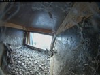 Archiv Foto Webcam Aachener Dom: Blick auf die Falken im Westturm 05:00