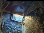 Archiv Foto Webcam Aachener Dom: Blick auf die Falken im Westturm 05:00