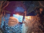 Archiv Foto Webcam Aachener Dom: Blick auf die Falken im Westturm 05:00