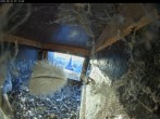 Archiv Foto Webcam Aachener Dom: Blick auf die Falken im Westturm 06:00