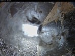 Archived image Webcam Aachen Cathedral: View Hawks 09:00