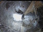 Archived image Webcam Aachen Cathedral: View Hawks 11:00
