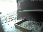 Archived image Webcam Peregrine Falcon - St. Peter Cathedral 05:00