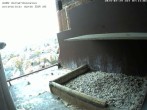Archived image Webcam Peregrine Falcon - St. Peter Cathedral 06:00