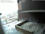 Archived image Webcam Peregrine Falcon - St. Peter Cathedral 07:00