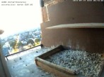 Archived image Webcam Peregrine Falcon - St. Peter Cathedral 05:00