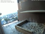 Archived image Webcam Peregrine Falcon - St. Peter Cathedral 06:00