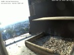 Archived image Webcam Peregrine Falcon - St. Peter Cathedral 07:00