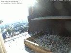 Archived image Webcam Peregrine Falcon - St. Peter Cathedral 09:00