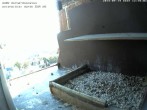 Archived image Webcam Peregrine Falcon - St. Peter Cathedral 11:00