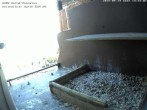 Archived image Webcam Peregrine Falcon - St. Peter Cathedral 13:00