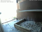 Archived image Webcam Peregrine Falcon - St. Peter Cathedral 15:00