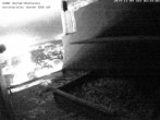 Archived image Webcam Peregrine Falcon - St. Peter Cathedral 01:00