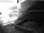 Archived image Webcam Peregrine Falcon - St. Peter Cathedral 03:00