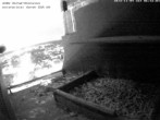 Archived image Webcam Peregrine Falcon - St. Peter Cathedral 05:00