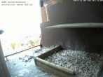 Archived image Webcam Peregrine Falcon - St. Peter Cathedral 06:00