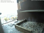 Archived image Webcam Peregrine Falcon - St. Peter Cathedral 07:00