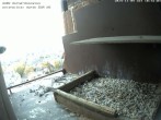 Archived image Webcam Peregrine Falcon - St. Peter Cathedral 09:00