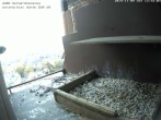 Archived image Webcam Peregrine Falcon - St. Peter Cathedral 11:00