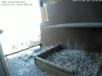 Archived image Webcam Peregrine Falcon - St. Peter Cathedral 13:00