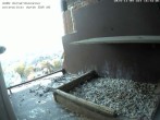 Archived image Webcam Peregrine Falcon - St. Peter Cathedral 15:00