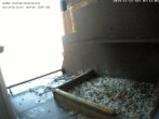 Archived image Webcam Peregrine Falcon - St. Peter Cathedral 06:00