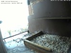 Archived image Webcam Peregrine Falcon - St. Peter Cathedral 07:00