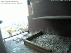 Archived image Webcam Peregrine Falcon - St. Peter Cathedral 09:00