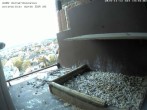 Archived image Webcam Peregrine Falcon - St. Peter Cathedral 13:00