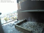 Archived image Webcam Peregrine Falcon - St. Peter Cathedral 15:00